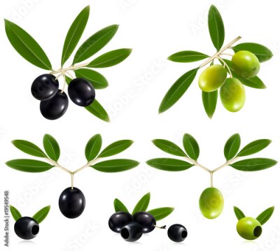 Fototapete Vektor-Illustration. Grüne und schwarze Oliven mit Blättern.