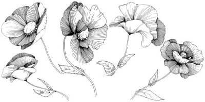 Fototapete Vektor Mohnblume. Botanische Blumenblume. Wildes Frühlingsblatt Wildflower lokalisiert. Vector Wildflower für Hintergrund, Beschaffenheit, Verpackungsmuster, Rahmen oder Grenze.