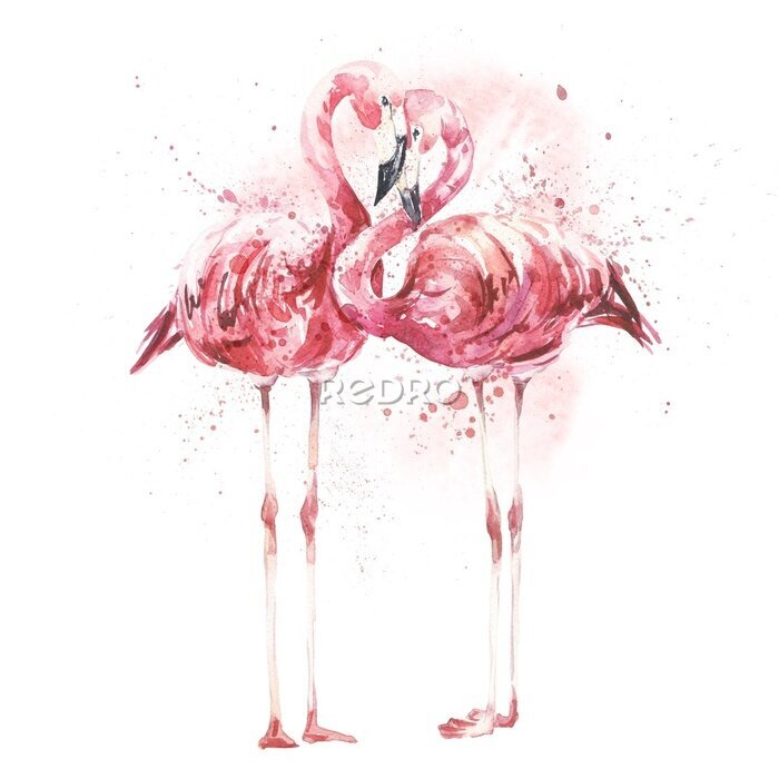 Fototapete Verliebtes Flamingo-Paar mit Aquarellfarben gemalt auf weißem Hintergrund
