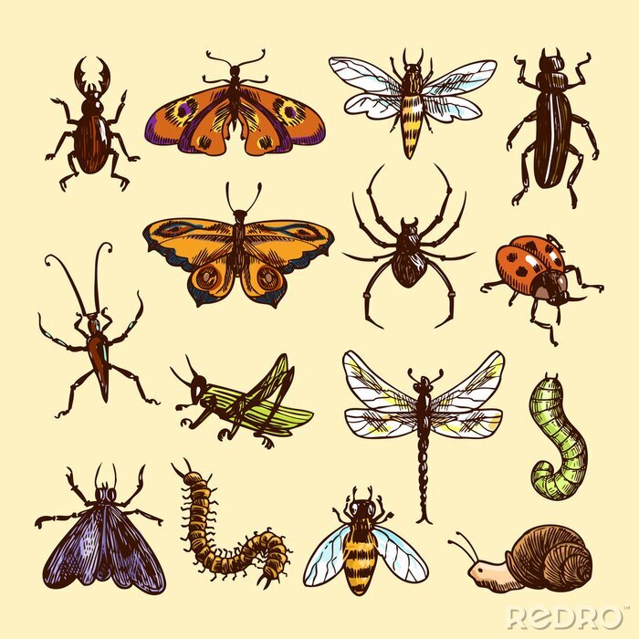 Fototapete Verschiedene Arten von Insekten