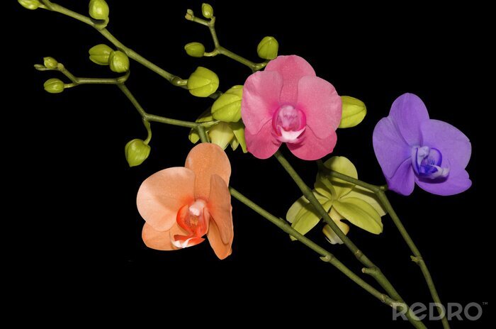 Fototapete Verschiedenfarbige Blumen