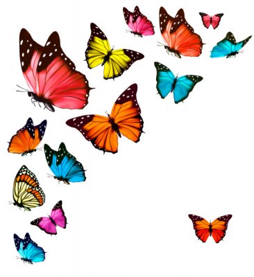 Fototapete Verschiedenfarbige Schmetterlinge auf hellem Hintergrund