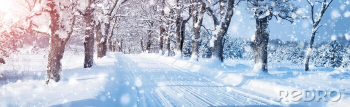 Fototapete Verschneite Allee an einem klaren Tag