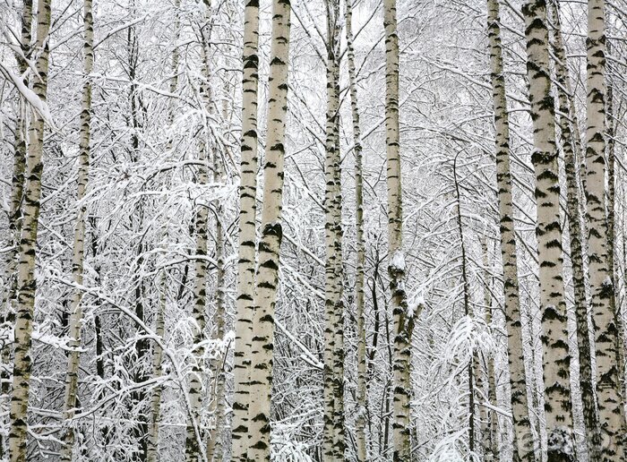 Fototapete Verschneite Birken