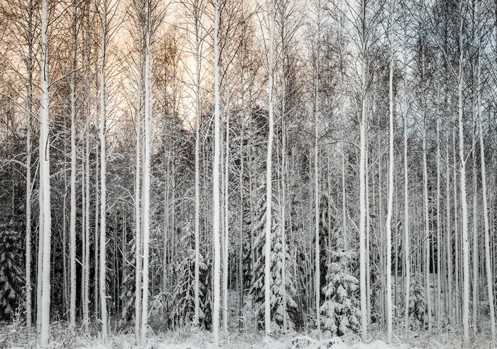 Fototapete Verschneite hohe Birken