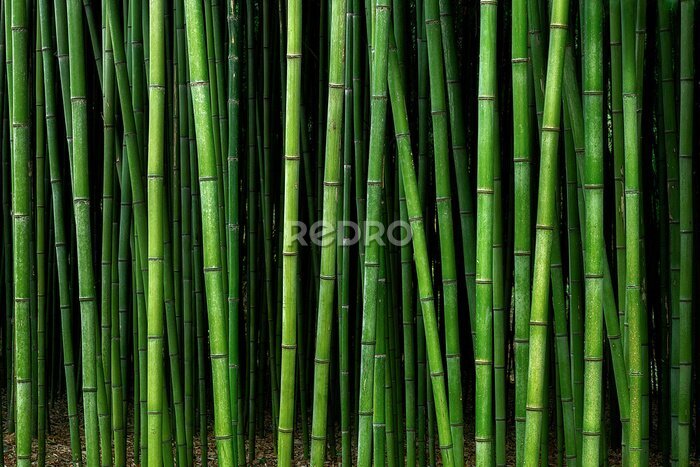 Fototapete Vertikale Bambusstäbe
