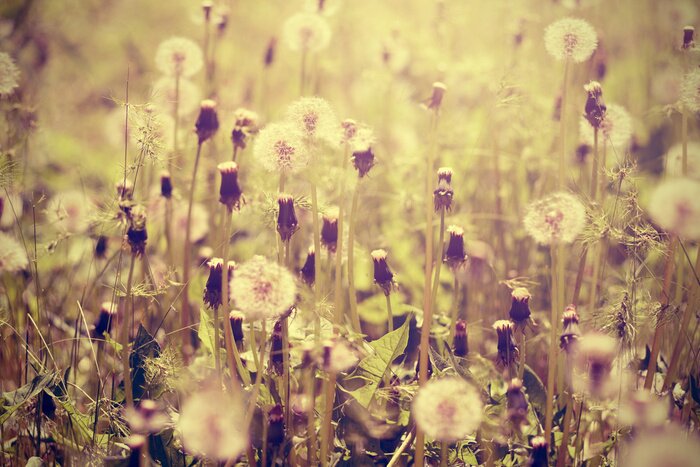 Fototapete Verwelkter Löwenzahn auf der Wiese
