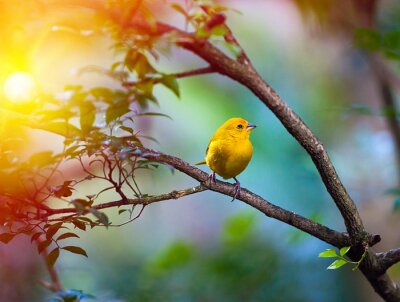 Fototapete verzaubernder Vogel im Sonnenlicht