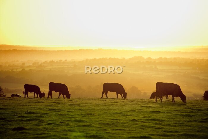 Fototapete Vieh auf der Weide bei Sonnenuntergang