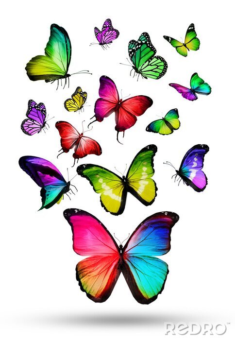 Fototapete Viele Farb verschiedene Schmetterlinge fliegen