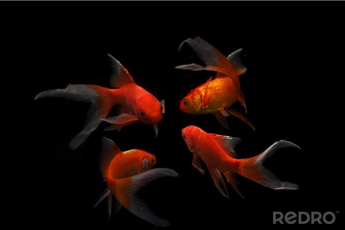 Fototapete Vier Fische auf dunklem Hintergrund