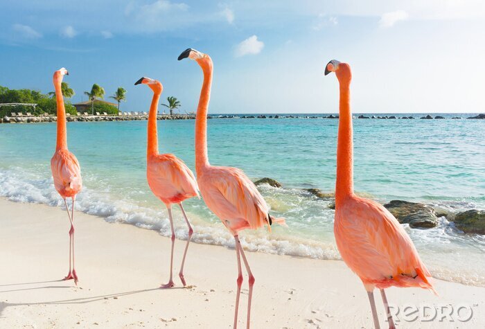 Fototapete Vier flamingos am strand