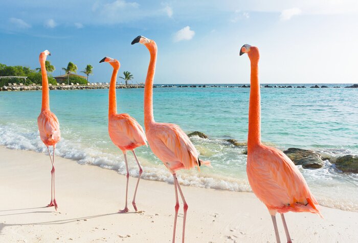 Fototapete Vier flamingos am strand