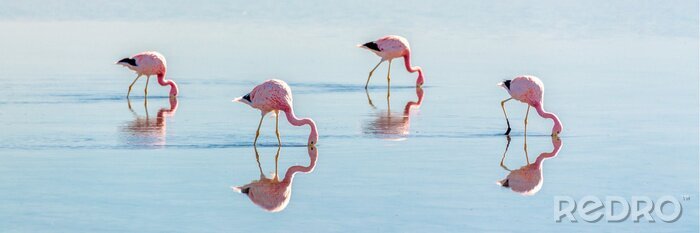 Fototapete Vier hübsche flamingos