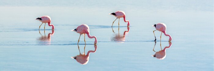 Fototapete Vier hübsche flamingos