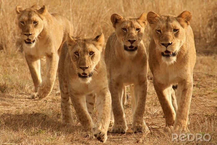 Fototapete Vier Löwen vor dem Hintergrund einer Savanne