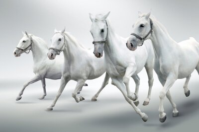 Vier pferde in bewegung