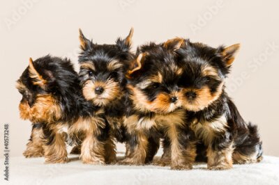Fototapete Vier Yorkshire-Terrier-Welpen