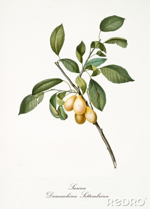 Fototapete Vier Zwetschgen auf einer Gravur