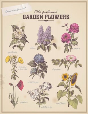 Vintage-Blumen auf botanischer Grafik