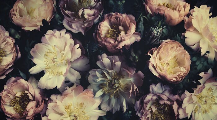 Fototapete Vintage bouquet of beautiful peonies on black. Floristic decoration. Floral background. Baroque old fashiones style. Natural flowers pattern wallpaper or greeting card