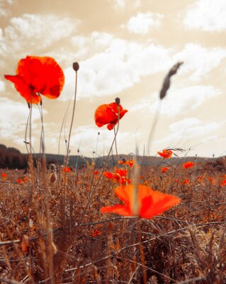 Fototapete Vintage Feld und rote Mohnblumen