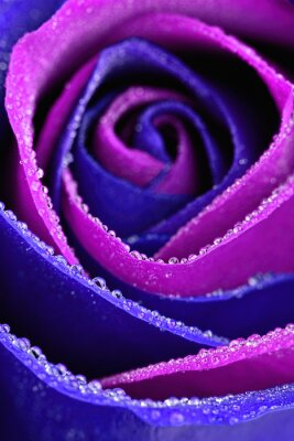 Fototapete Violett-blaue Rose