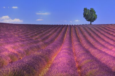 Violett-rosa Lavendel