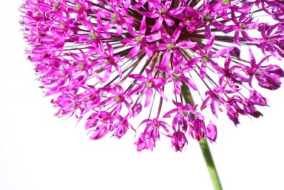 Violette Blume in einem Zoom