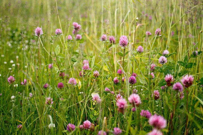 Fototapete Violette Blumen auf der Wiese