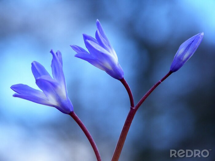 Fototapete Violette Blumen auf verschwommenem Hintergrund