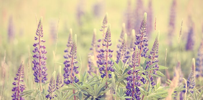 Fototapete Violette Blumen im Feld