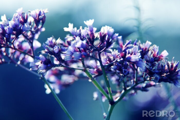 Fototapete Violette Blumen in Makro
