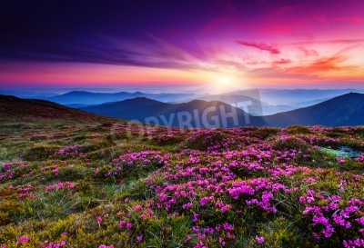 Fototapete Violette Blumen und Sonnenaufgang