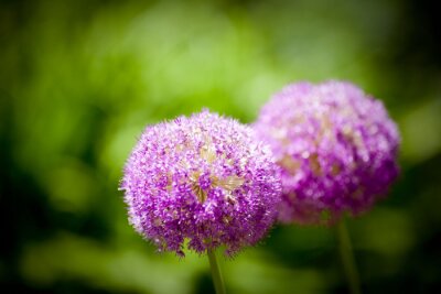 Fototapete Violette Blumen vor grünem Hintergrund