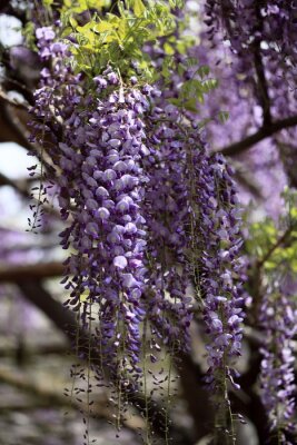 Violette hängende Blumen