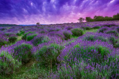 Violette Landschaft mit einem Feld