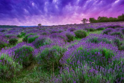 Fototapete Violette Landschaft mit einem Feld