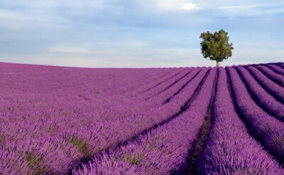 Fototapete Violette Landschaft mit Pflanzen