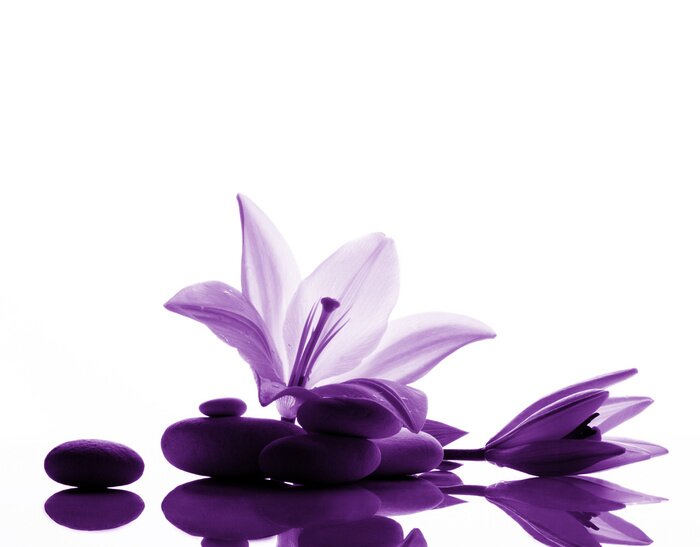 Fototapete Violette Lilie auf Steinen