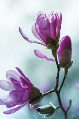 Fototapete Violette Magnolie im Garten