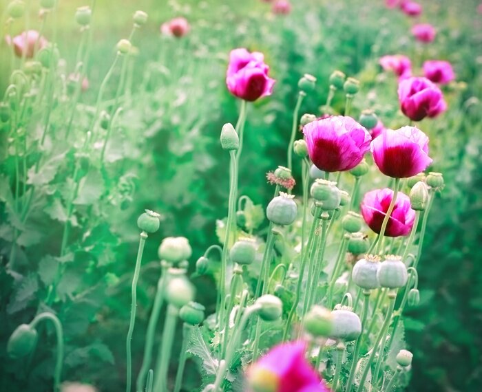 Fototapete Violette Mohnblumen auf dem Feld
