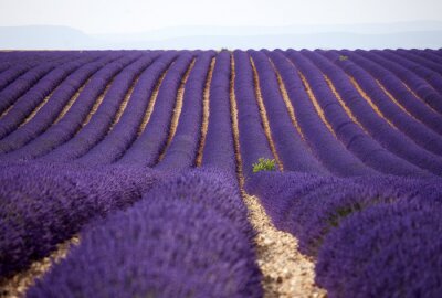 Fototapete Violette Pflanzen auf dem Feld
