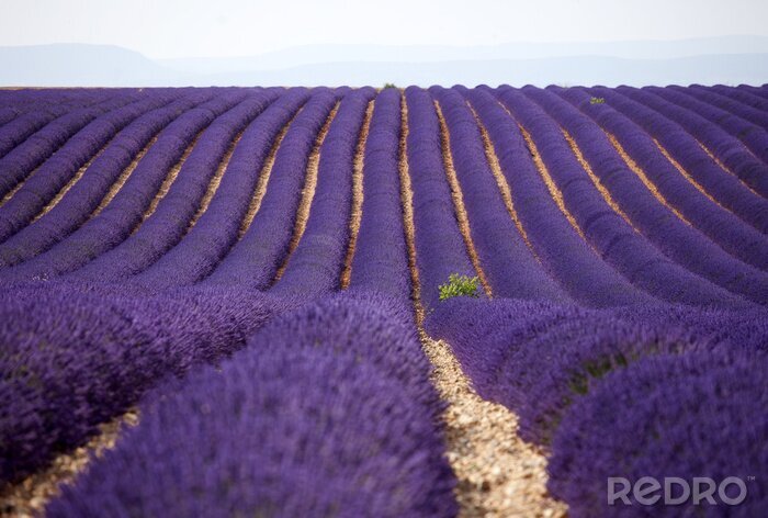 Fototapete Violette Pflanzen auf dem Feld