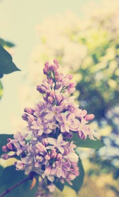 Fototapete Violette Retro-Blüten