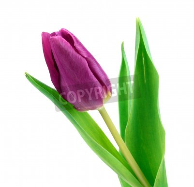 Fototapete Violette Tulpe auf weißem Hintergrund