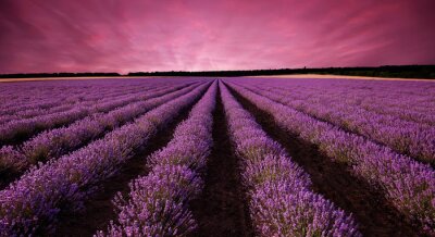 Fototapete Violetter Sonnenuntergang über Lavendelfeld