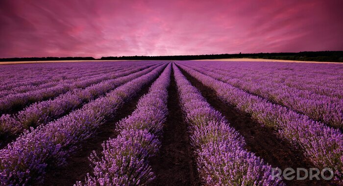 Fototapete Violetter Sonnenuntergang über Lavendelfeld