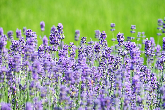 Fototapete Violettes Feld und Natur