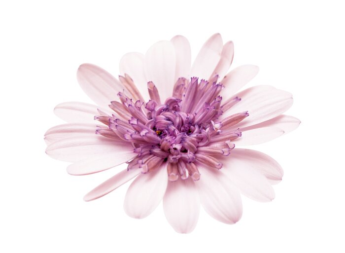 Fototapete Violettes Gänseblümchen